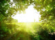 Path in the forest Wall Decal