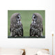 Great grey gray owls Wall Decal