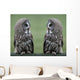Great grey gray owls Wall Decal