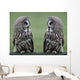 Great grey gray owls Wall Decal