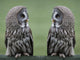 Great grey gray owls Wall Decal