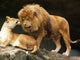 Lions Couple Wall Decal