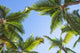 Looking up on coconut palm trees over blue sky background Wall Decal