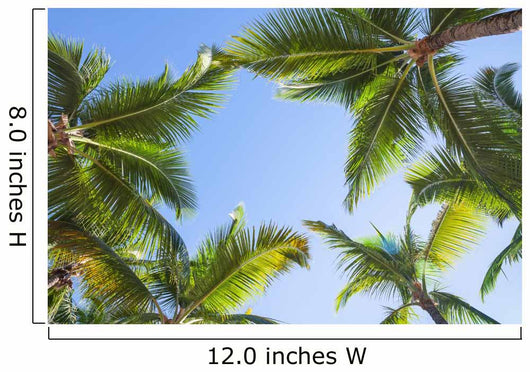 Looking up on coconut palm trees over blue sky background Wall Decal
