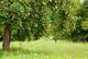 Apple Tree Orchard
