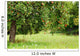 Apple Tree Orchard Wall Decal