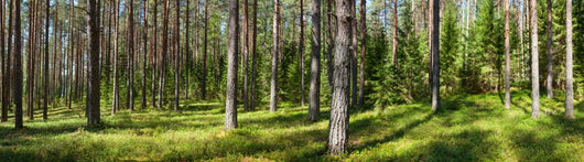 Summer forest panorama Wall Decal