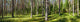 Summer forest panorama Wall Decal