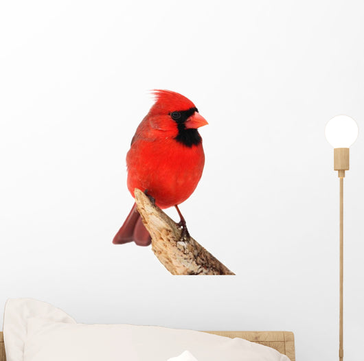 Northern Cardinal Bird Wall Decal