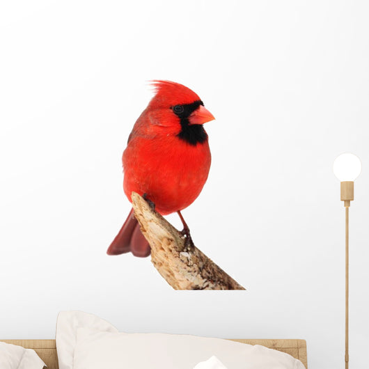 Northern Cardinal Bird Wall Decal
