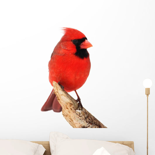 Northern Cardinal Bird Wall Decal