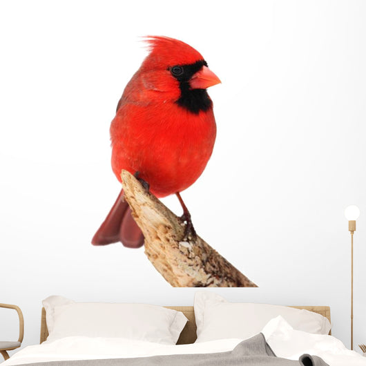 Northern Cardinal Bird Wall Decal