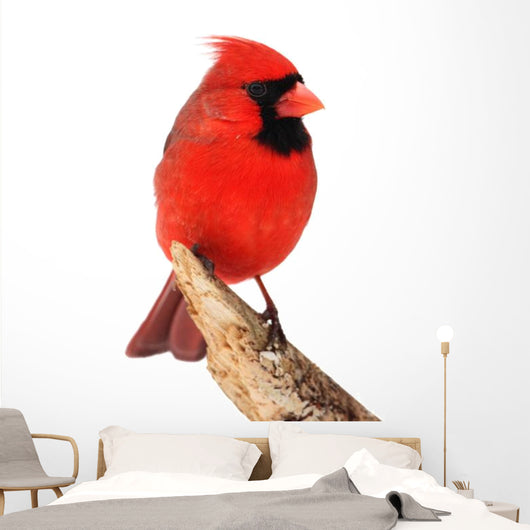 Northern Cardinal Bird Wall Decal