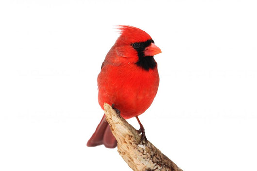 Northern Cardinal Bird Wall Decal