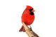 Northern Cardinal Bird Wall Decal