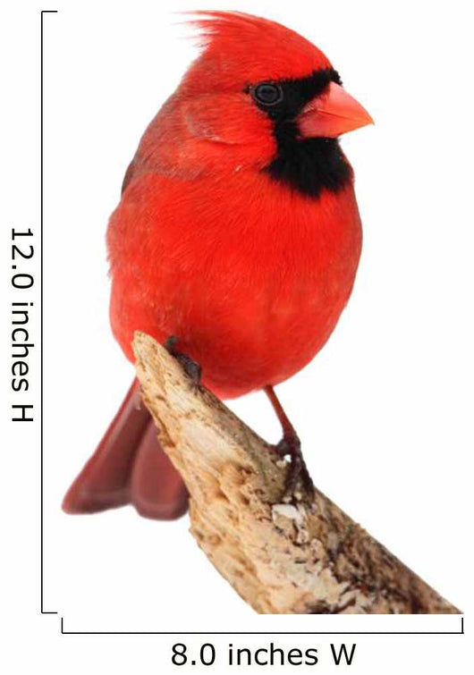 Northern Cardinal Bird Wall Decal