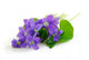 violets on white background Wall Decal