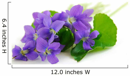 violets on white background Wall Decal
