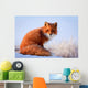 red fox Wall Decal