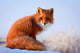 red fox Wall Decal