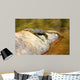 Guana at Jim Jim Falls, Kakadu National Park Australia Wall Decal
