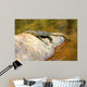 Guana at Jim Jim Falls, Kakadu National Park Australia Wall Decal