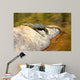 Guana at Jim Jim Falls, Kakadu National Park Australia Wall Decal