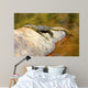 Guana at Jim Jim Falls, Kakadu National Park Australia Wall Decal
