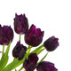 Bouquet Tulips
