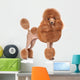 Toy-poodle White Wall Decal