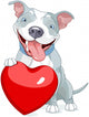 Valentine Pit Bull Dog