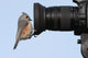 Tufted Titmouse on a Camera Lens Wall Decal