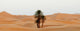 Morocco Sand dunes Wall Decal