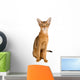 Abyssinian cat over white background Wall Decal