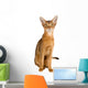 Abyssinian cat over white background Wall Decal