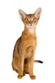 Abyssinian cat over white background Wall Decal