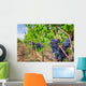 Ripe grapes in a vineyard, Tuscany Wall Decal