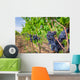 Ripe grapes in a vineyard, Tuscany Wall Decal