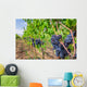 Ripe grapes in a vineyard, Tuscany Wall Decal