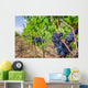 Ripe grapes in a vineyard, Tuscany Wall Decal