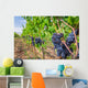 Ripe grapes in a vineyard, Tuscany Wall Decal