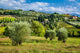 Vineyards And Olive Trees Wall Decal