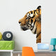 Tiger Head over White Wall Decal
