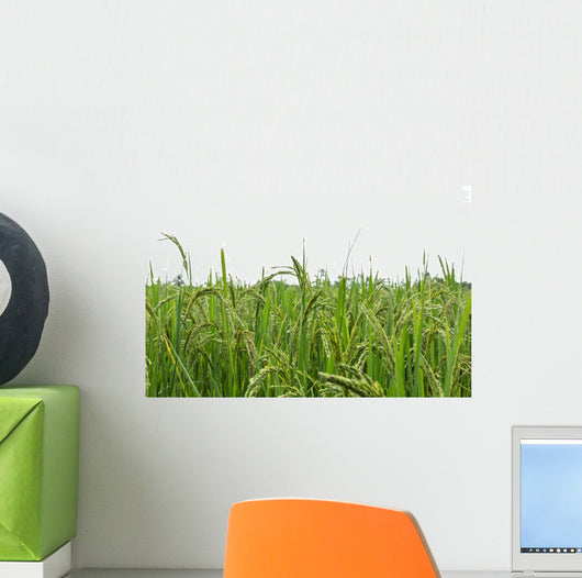 Green rice fields Wall Decal