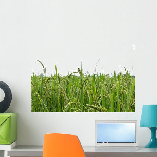 Green rice fields Wall Decal
