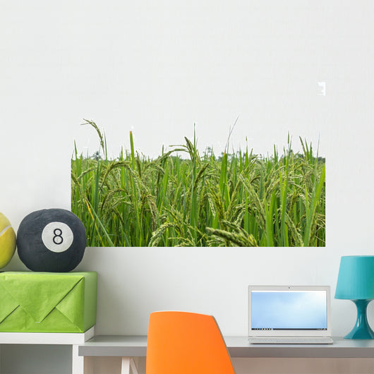 Green rice fields Wall Decal