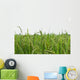 Green rice fields Wall Decal