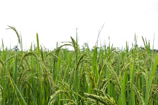 Green rice fields Wall Decal