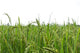 Green rice fields Wall Decal
