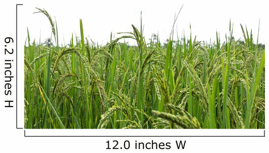 Green rice fields Wall Decal
